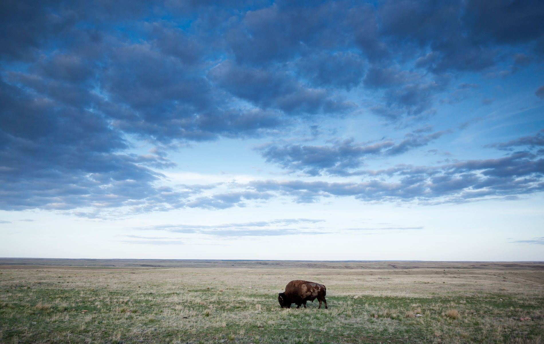 Buffalo in a field.